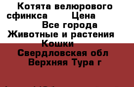 Котята велюрового сфинкса. .. › Цена ­ 15 000 - Все города Животные и растения » Кошки   . Свердловская обл.,Верхняя Тура г.